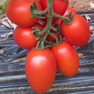 Seminte tomate Rossano F1 (Tol 8152 F1)