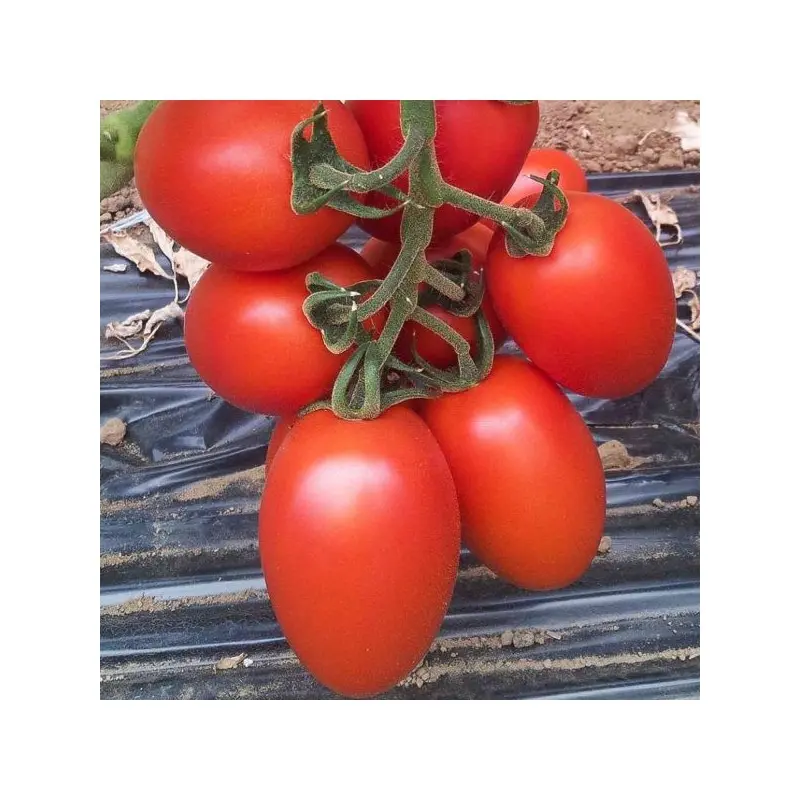 Seminte tomate Rossano F1 (Tol 8152 F1)