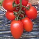 Seminte tomate Rossano F1 (Tol 8152 F1)