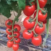 Seminte tomate Rossano F1 (Tol 8152 F1)