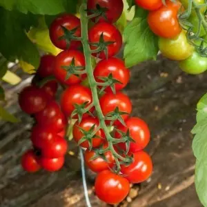 Seminte tomate cherry Porpora F1