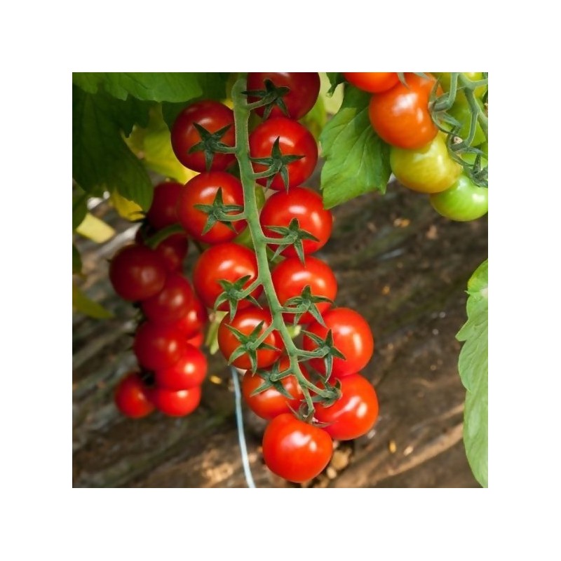 Seminte tomate cherry Porpora F1