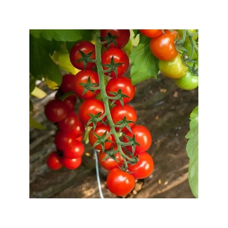 Seminte tomate cherry Porpora F1