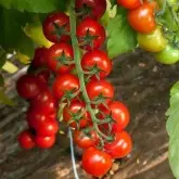 Seminte tomate cherry Porpora F1