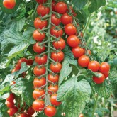 Seminte tomate cherry Porpora F1