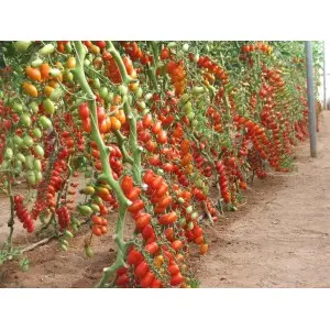 Seminte tomate cherry Lobello F1