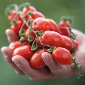 Seminte tomate cherry Lobello F1