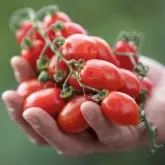 Seminte tomate cherry Lobello F1