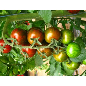 Seminte tomate cherry Crispino Plum F1
