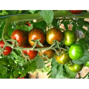 Seminte tomate cherry Crispino Plum F1