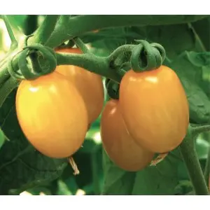Seminte tomate cherry Skate F1