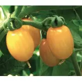 Seminte tomate cherry Skate F1