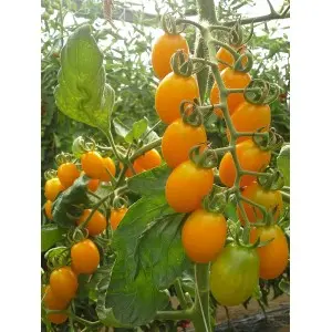 Seminte tomate cherry Skate F1