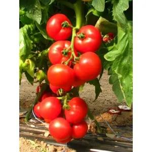 Seminte tomate Cherokee F1