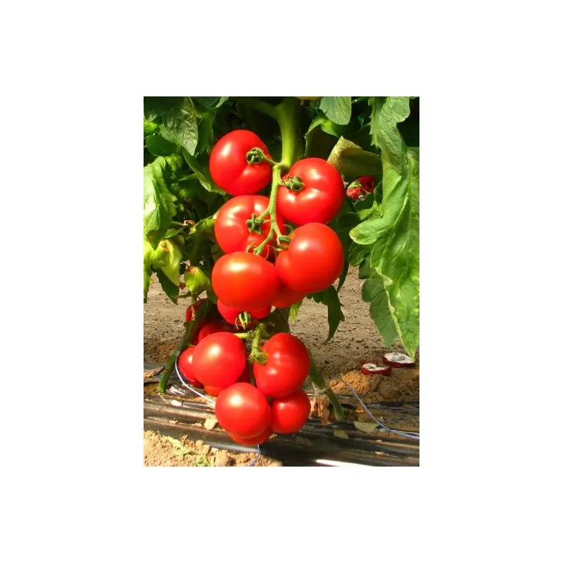 Seminte tomate Cherokee F1