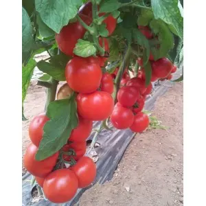 Seminte tomate Cherokee F1