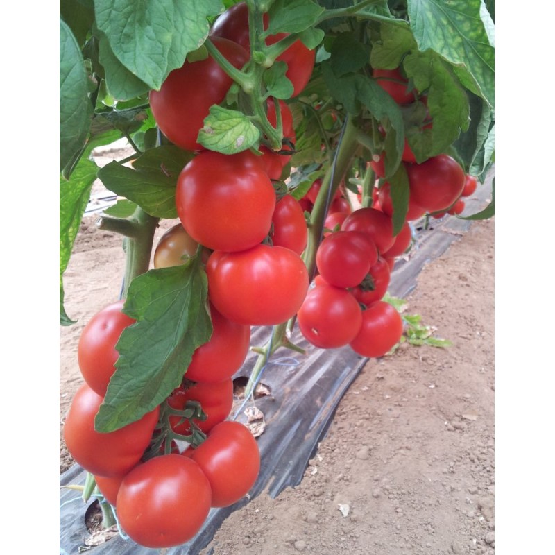Seminte tomate Cherokee F1