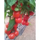 Seminte tomate Cherokee F1