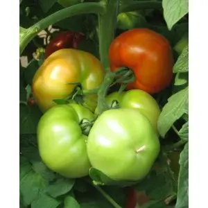 Seminte tomate Jalari F1 (H 11 F1)