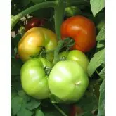 Seminte tomate Jalari F1 (H 11 F1)