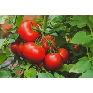Seminte tomate Signora F1