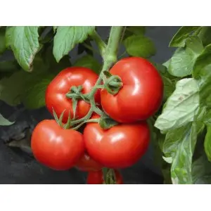 Seminte tomate Signora F1
