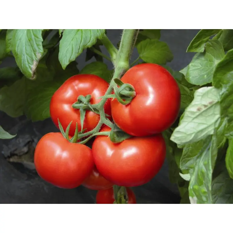 Seminte tomate Signora F1