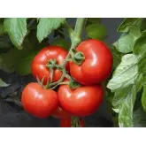 Seminte tomate Signora F1
