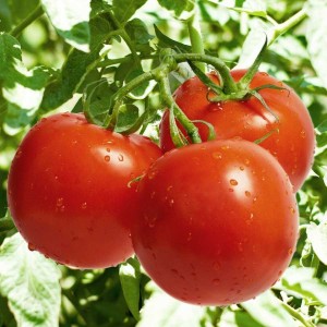 Seminte tomate TL 16080 F1