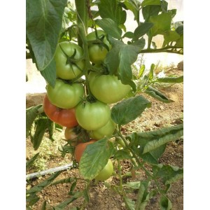 Seminte tomate Rosalba F1