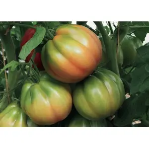 Seminte tomate Gandalf F1