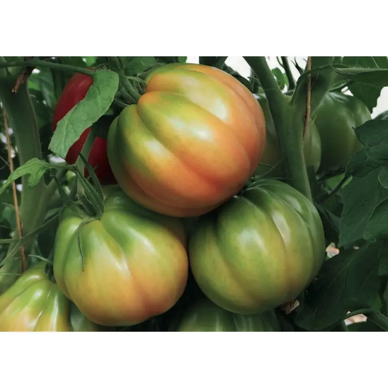 Seminte tomate Gandalf F1