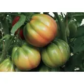 Seminte tomate Gandalf F1