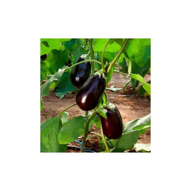 Seminte vinete Clelia F1