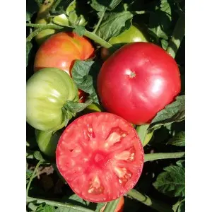 Seminte tomate Angelina F1