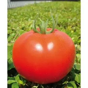 Seminte tomate Fantom F1