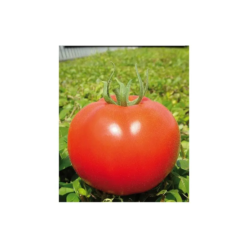 Seminte tomate Fantom F1