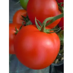 Seminte tomate Maraton F1
