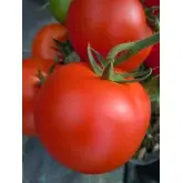Seminte tomate Maraton F1