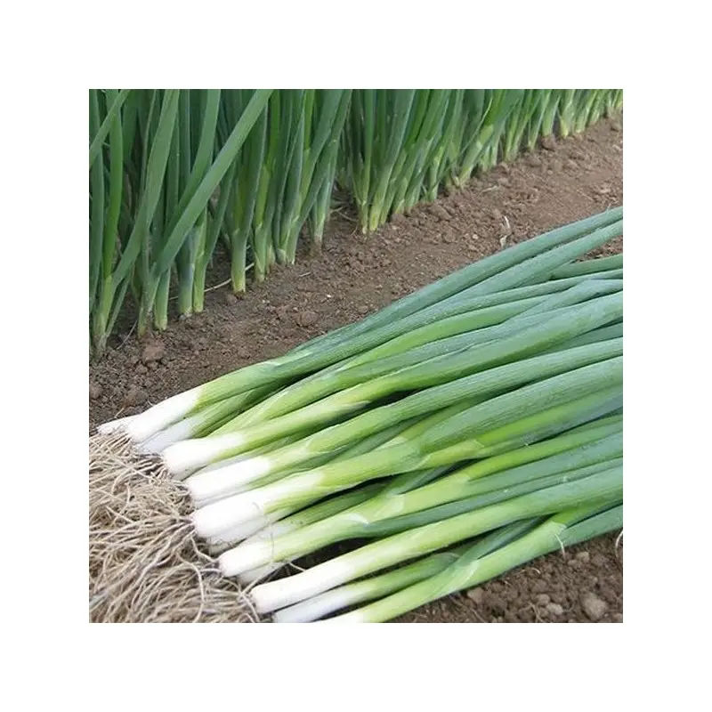 Seminte ceapa verde Tycoon F1