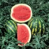 Seminte pepene verde Crimson Sweet