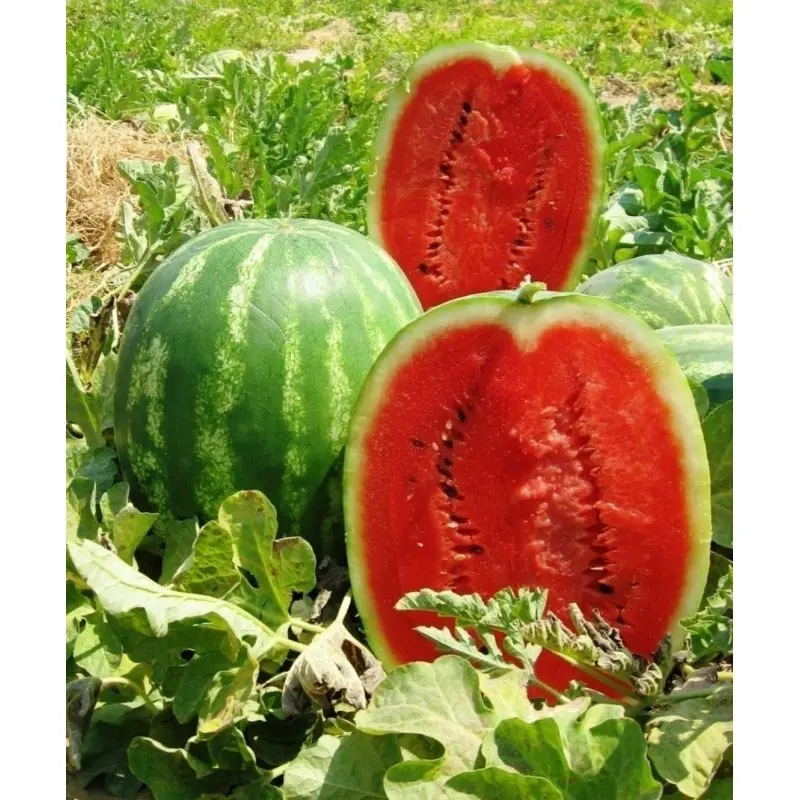 Seminte pepene verde Prismatica F1
