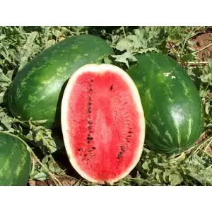 Seminte pepene verde Early Samanta F1
