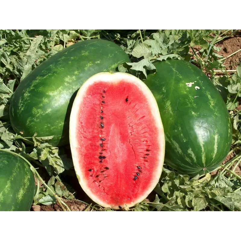 Seminte pepene verde Early Samanta F1