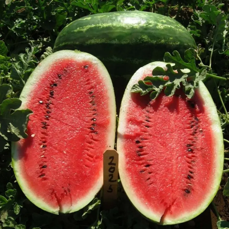 Seminte pepene verde Samanta F1
