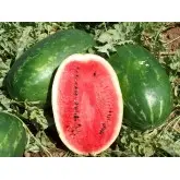 Seminte pepene verde Samanta F1