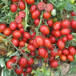 Seminte tomate cherry Frassino F1