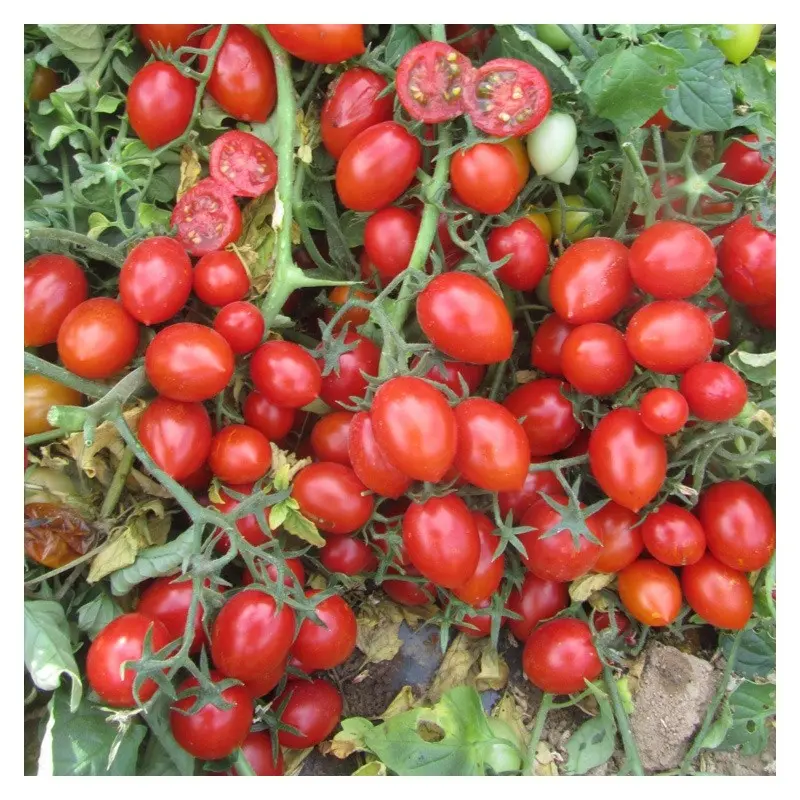 Seminte tomate cherry Frassino F1