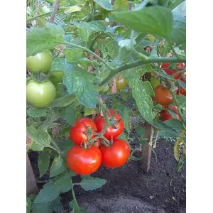 Seminte tomate Benfica