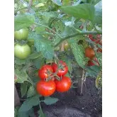 Seminte tomate Benfica